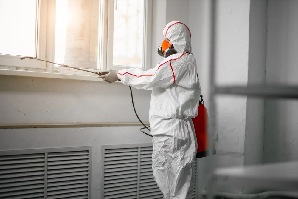 Professional mold remediation services in Boyd, TX